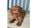 labradoodle-for-sale-small-2