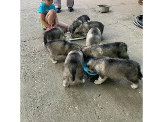 Alaskan Malamute puppies  for sale