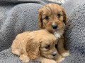 quality-cavapoo-puppies-small-1