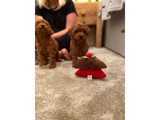 Well Trained Standard Poodle Puppies For Re-Homing.