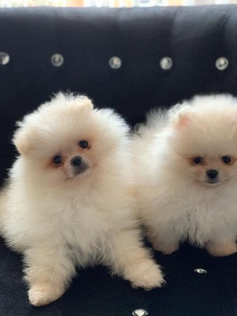 lovely-and-outstanding-pomeranian-puppies-for-a-good-home-big-0