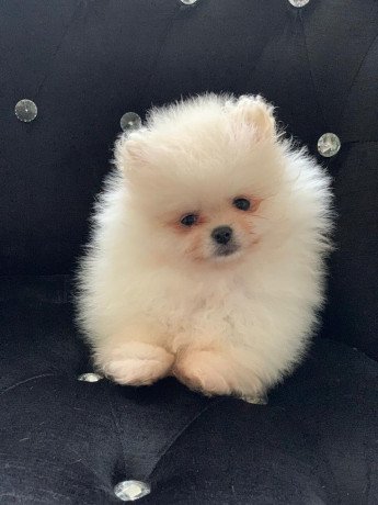 lovely-and-outstanding-pomeranian-puppies-for-a-good-home-big-1