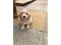 outstanding-maltipoo-pups-for-sale-small-1