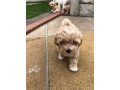outstanding-maltipoo-pups-for-sale-small-0
