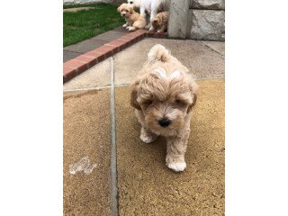 Outstanding Maltipoo Pups for Sale