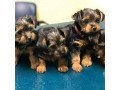 cute-yorkie-puppies-for-sale-small-0