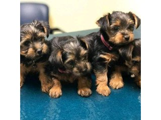 Cute Yorkie puppies for Sale
