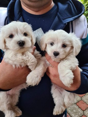 adorable-teacup-maltese-puppies-big-0