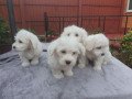awesome-t-cup-maltese-puppies-available-small-0