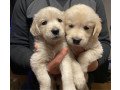 two-adorable-retrievers-for-adoption-small-1