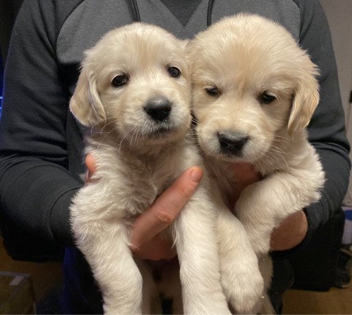 two-adorable-retrievers-for-adoption-big-1