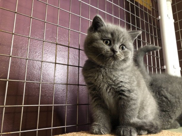 british-shorthair-kittens-for-sale-big-1