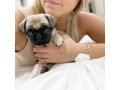 pugs-puppies-available-for-sale-small-0