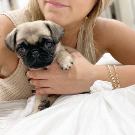 pugs-puppies-available-for-sale-big-0