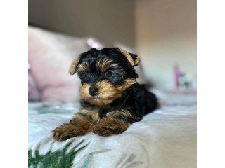 Yorkshire Terrier puppies ready