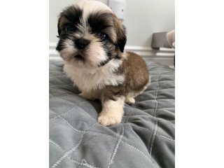 Shih tzu puppies available for sale
