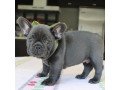 healthy-home-raised-frecnh-bulldog-puppies-available-small-1