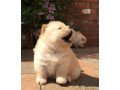 chow-chow-puppies-small-1