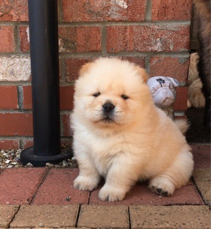 chow-chow-puppies-big-0