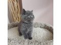 british-shorthair-kittens-for-sale-small-1