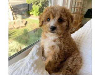 Quality Cavapoo puppies for sale