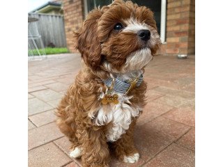 Cavoodle  Puppies for sale