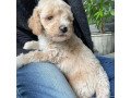 goldendoodle-puppies-for-sale-small-1