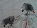 gorgeous-african-grey-parrots-for-sale-small-0