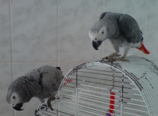 gorgeous-african-grey-parrots-for-sale-big-0