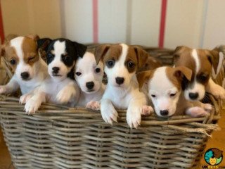 Beautiful Jack Russell puppies for adoption