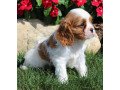 cavalier-king-charles-spaniel-puppies-for-sale-small-0