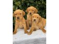 labrador-retriever-puppies-for-sale-small-0