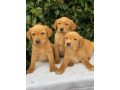 labrador-retriever-puppies-for-sale-small-1