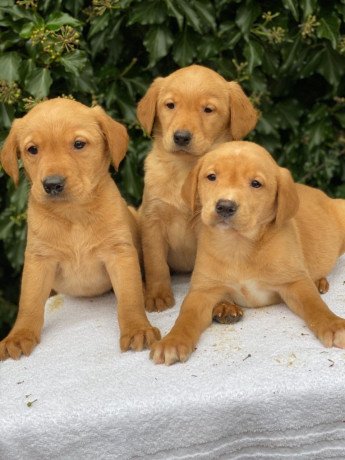 labrador-retriever-puppies-for-sale-big-0