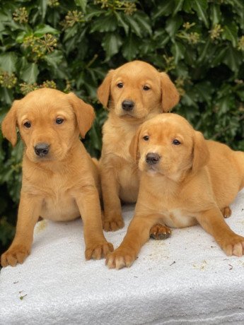 labrador-retriever-puppies-for-sale-big-1