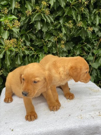 labrador-retriever-puppies-for-sale-big-2