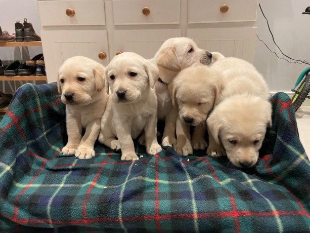 labrador-retriever-puppies-for-sale-big-1