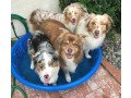 australian-shepherd-puppies-for-sale-small-1