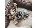australian-shepherd-puppies-for-sale-small-2