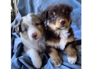 Australian Shepherd puppies for sale