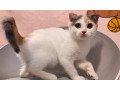 purebred-scottish-fold-kittens-1-girl-available-now-small-1