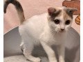 purebred-scottish-fold-kittens-1-girl-available-now-small-0
