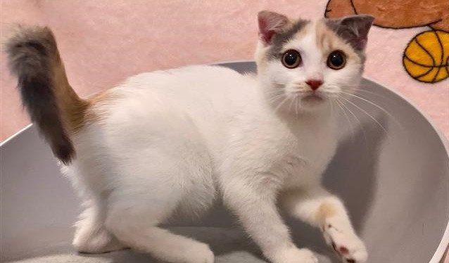 purebred-scottish-fold-kittens-1-girl-available-now-big-1