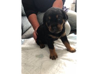 Super adorable Rottweiler puppies for sale.