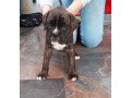 super-adorable-boxer-puppies-for-sale-small-0