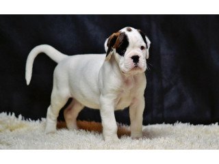 Super adorable Boxer puppies for sale.