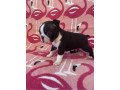 super-adorable-boston-terrier-puppies-for-sale-small-1