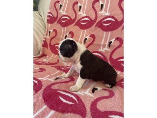 Super adorable Boston Terrier puppies for sale.