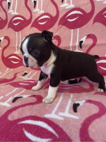 super-adorable-boston-terrier-puppies-for-sale-big-1