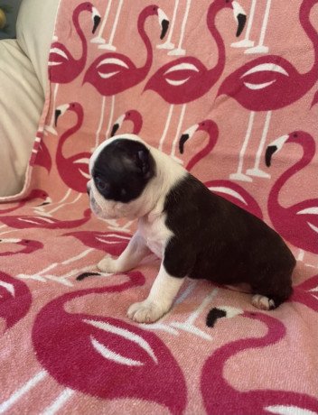 super-adorable-boston-terrier-puppies-for-sale-big-0